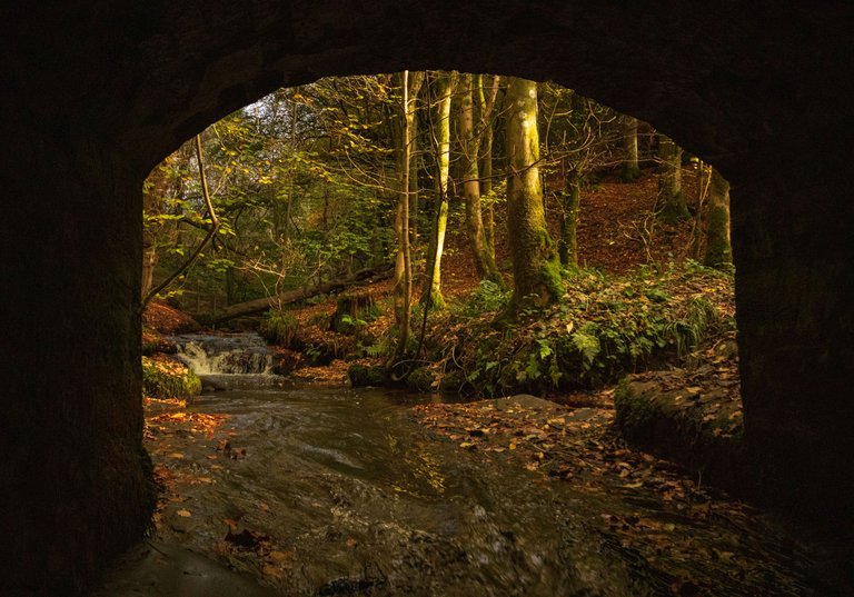 28th October 2022 _Ancient Woodland _Gelt Wood _14.jpeg