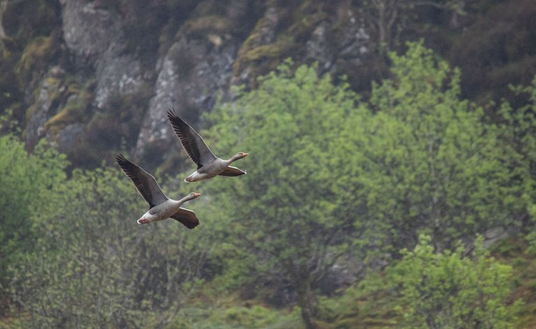 4th May 2024 _ Greylag Geese _Ennerdale _ 01.jpg