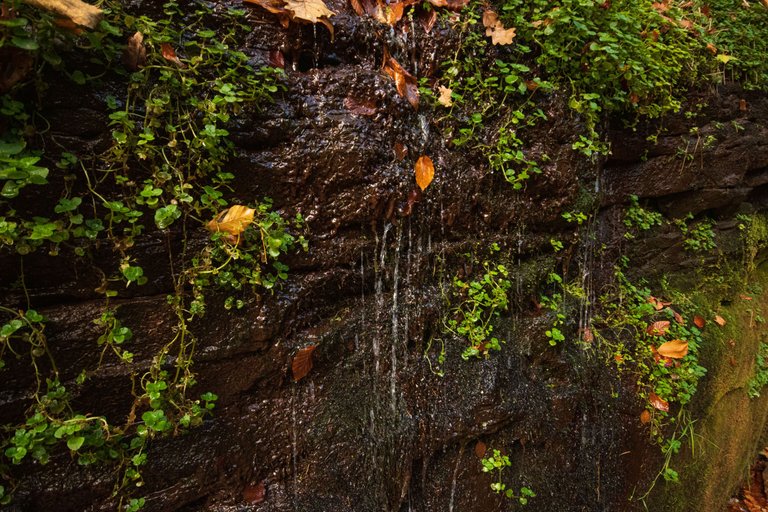28th October 2022 _Cliff Side _Gelt Wood _02.jpeg