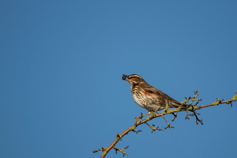 15th January 2024_ Redwing _Frampton Marsh _02.jpg