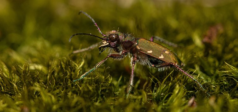 10th April 2022 _Green Tiger Beetle _Ostlers Plantation _01.jpg