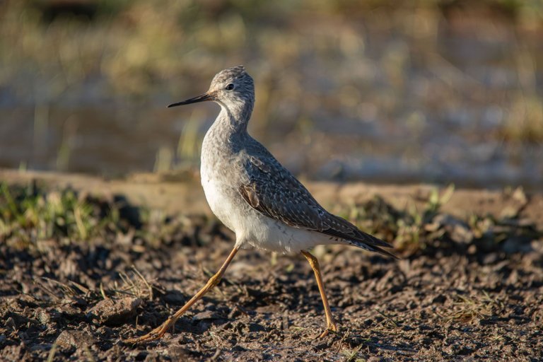 15th January 2024_ Lesser Yellowlegs _Frampton Marsh _02.jpg