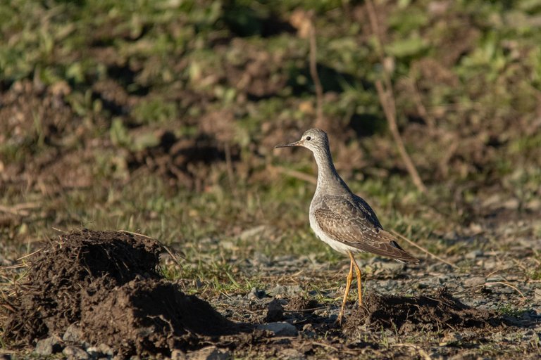 15th January 2024_ Lesser Yellowlegs _Frampton Marsh _01.jpg