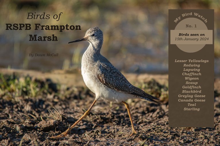 15th January 2024_ My Bird Watch _Frampton Marsh _ 01.jpg