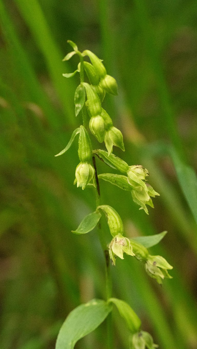 17th July 2023 _Green-flowered Helleborine _Whisby Nature Park _01.jpg