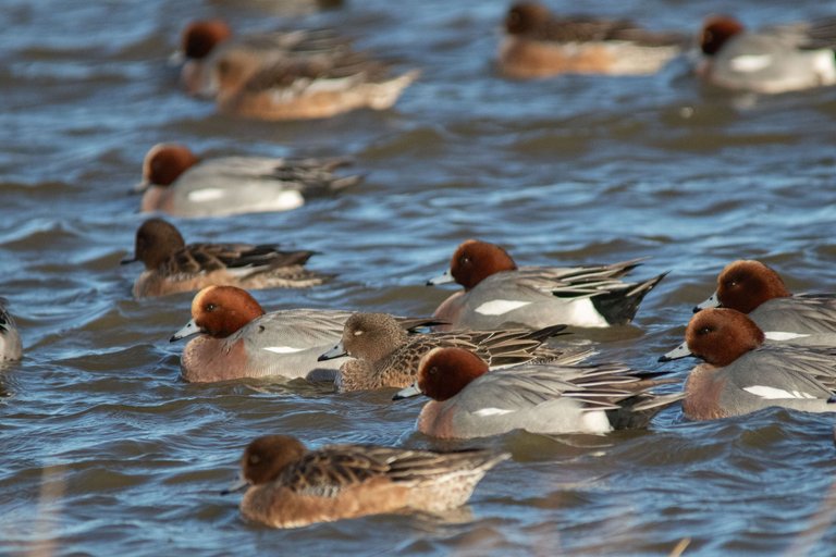 15th January 2024_ Wigeon _Frampton Marsh _04.jpg