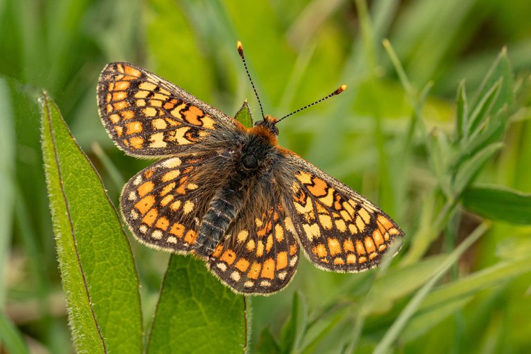 28th May 2023 _Marsh Fritillary  _Chamber's Farm Woods _06.jpg