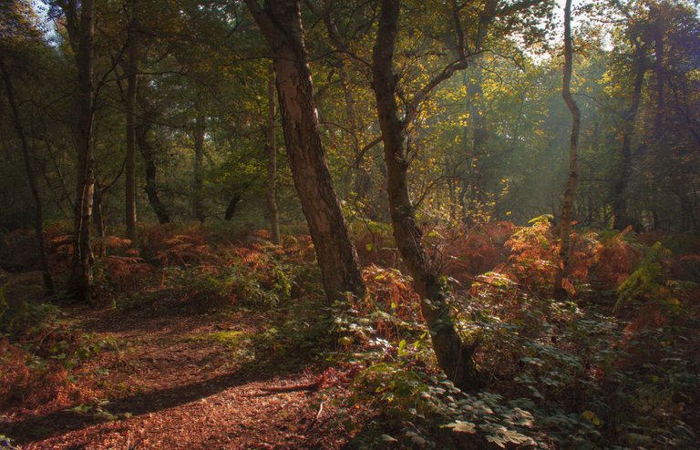 Light Rays through Roughton Wood.jpeg