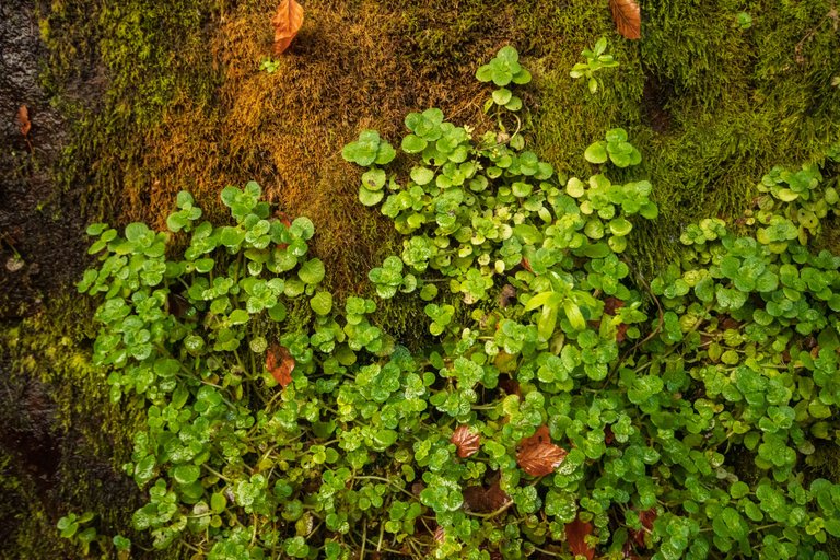 28th October 2022 _Golden Saxifrage _Gelt Wood _01.jpeg