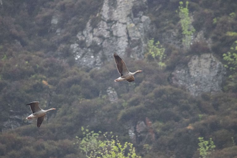 4th May 2024 _ Greylag Geese _Ennerdale _ 02.jpg