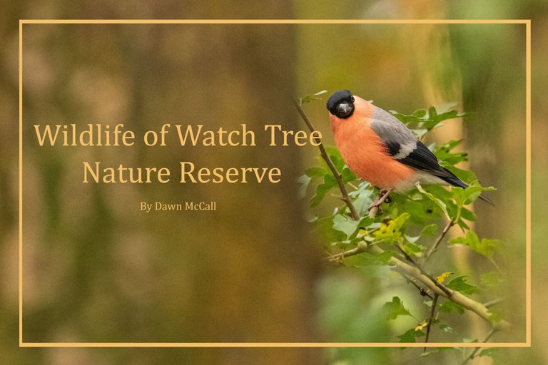 Wildlife of Watch Tree Nature Reserve Cover.jpg