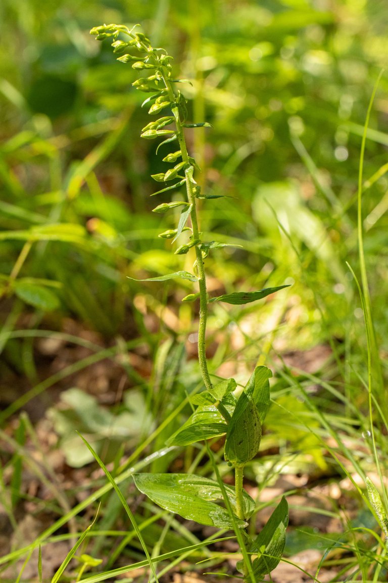 17th July 2023 _Broad-leaved Helleborine _Whisby Nature Park _02.jpeg