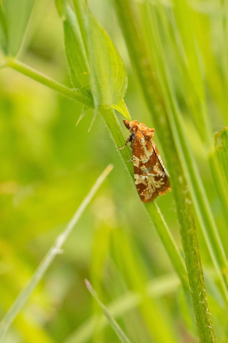 28th May 2023 _Tortric Moth  _Chamber's Farm Woods _01.jpeg