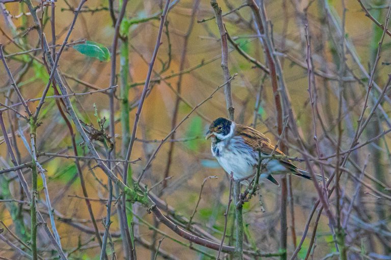 4th November 2022_ Reed Bunting_ Watch Tree Nature Reserve_ 01.jpg
