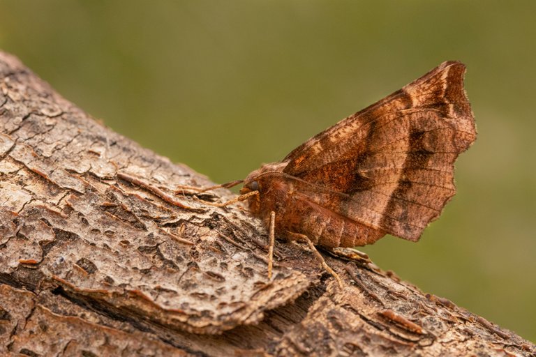 31st March 2021 _Early Thorn _Bracebridge Heath Garden _18.jpg