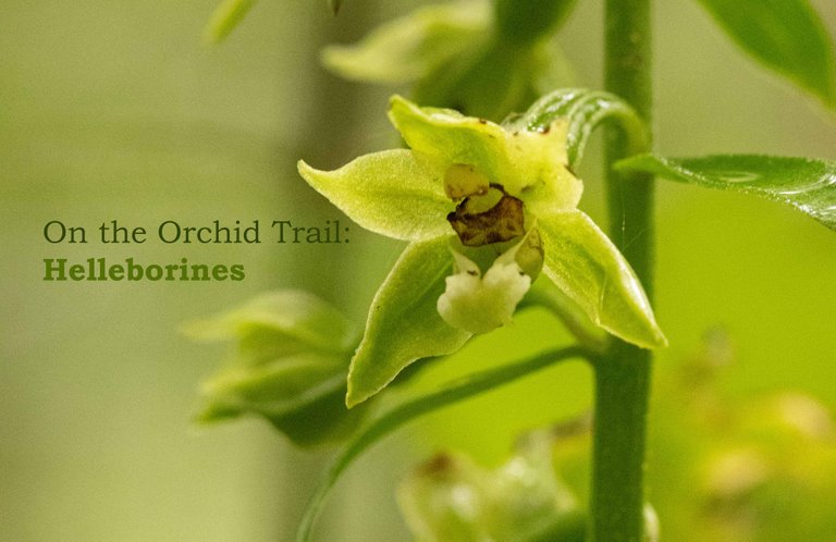 On the Orchid Trail Cover- small.jpg