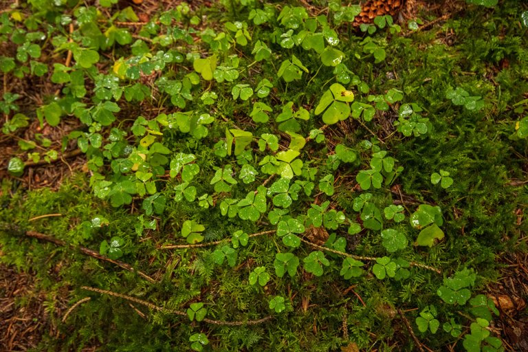 4th October 2022 _Wood Sorrel _Miltonrigg wood _01.jpeg