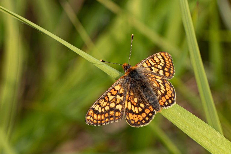 28th May 2023 _Marsh Fritillary  _Chamber's Farm Woods _18.jpeg