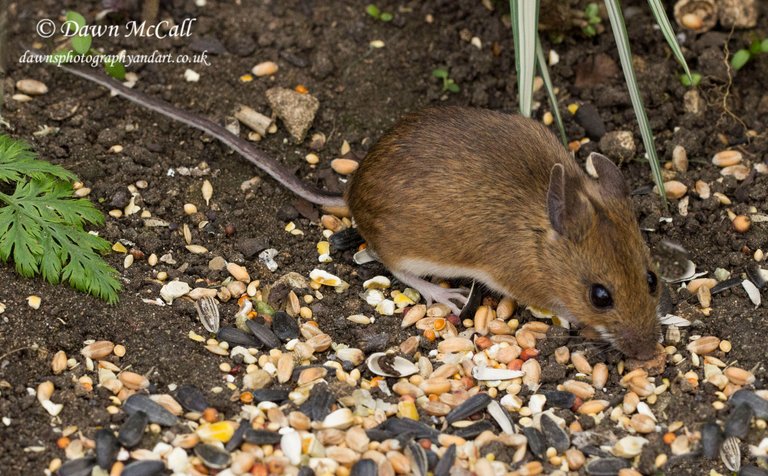 18th April 2017  _Wood Mouse_Bunkers Hill Garden _  Water Marked 03.jpg