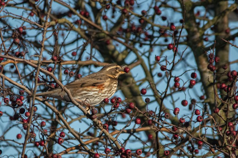 15th January 2024_ Redwing _Frampton Marsh _01.jpg