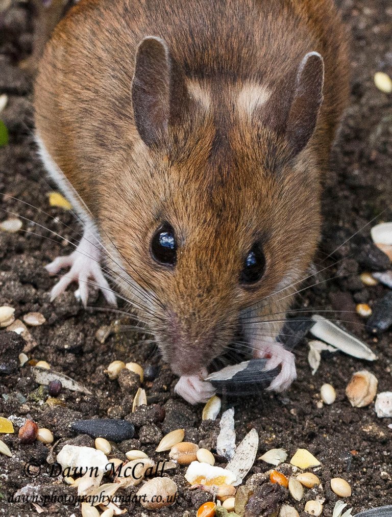 18th April 2017  _Wood Mouse_Bunkers Hill Garden _ Watermaked 02.jpg