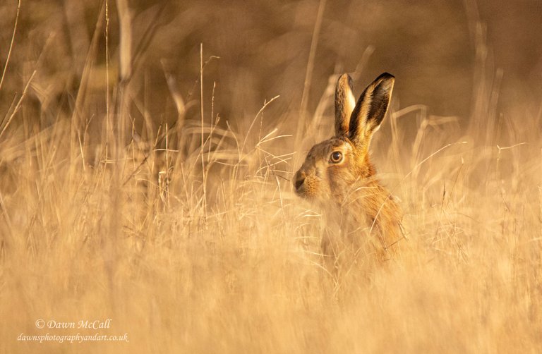 16th March 2021_ Hares in Bracebridge Heath_ 01_ Watermarked.jpg