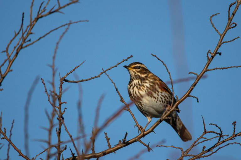 15th January 2024_ Redwing _Frampton Marsh _03.jpg