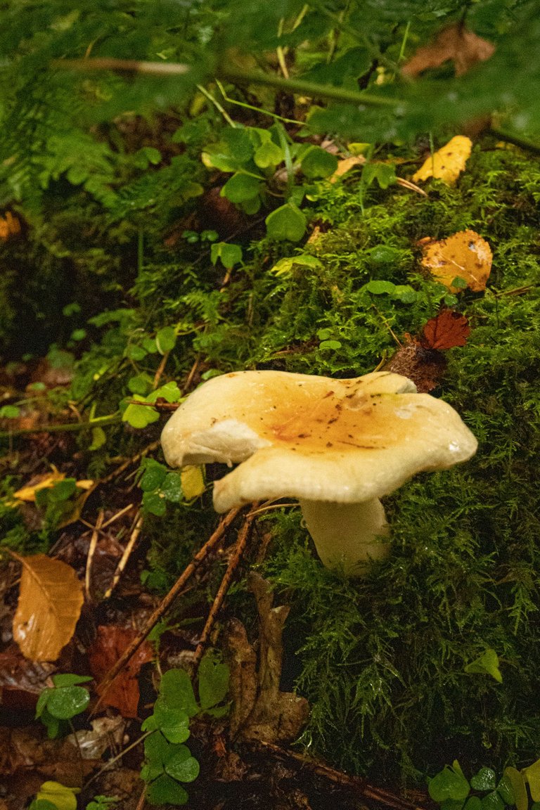 4th October 2022 _Fungi _Miltonrigg wood _05_ Cropped.jpeg