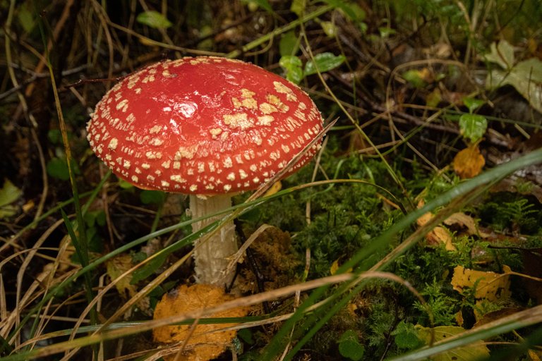 4th October 2022 _Fly Agaric _Miltonrigg wood _06.jpeg