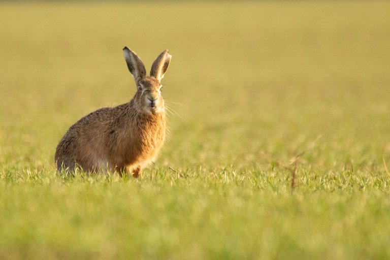 16th March 2021_ Hares in Bracebridge Heath_ 02.jpg