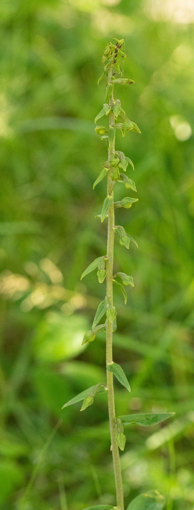 17th July 2023 _Broad-leaved Helleborine _Whisby Nature Park _29.jpg