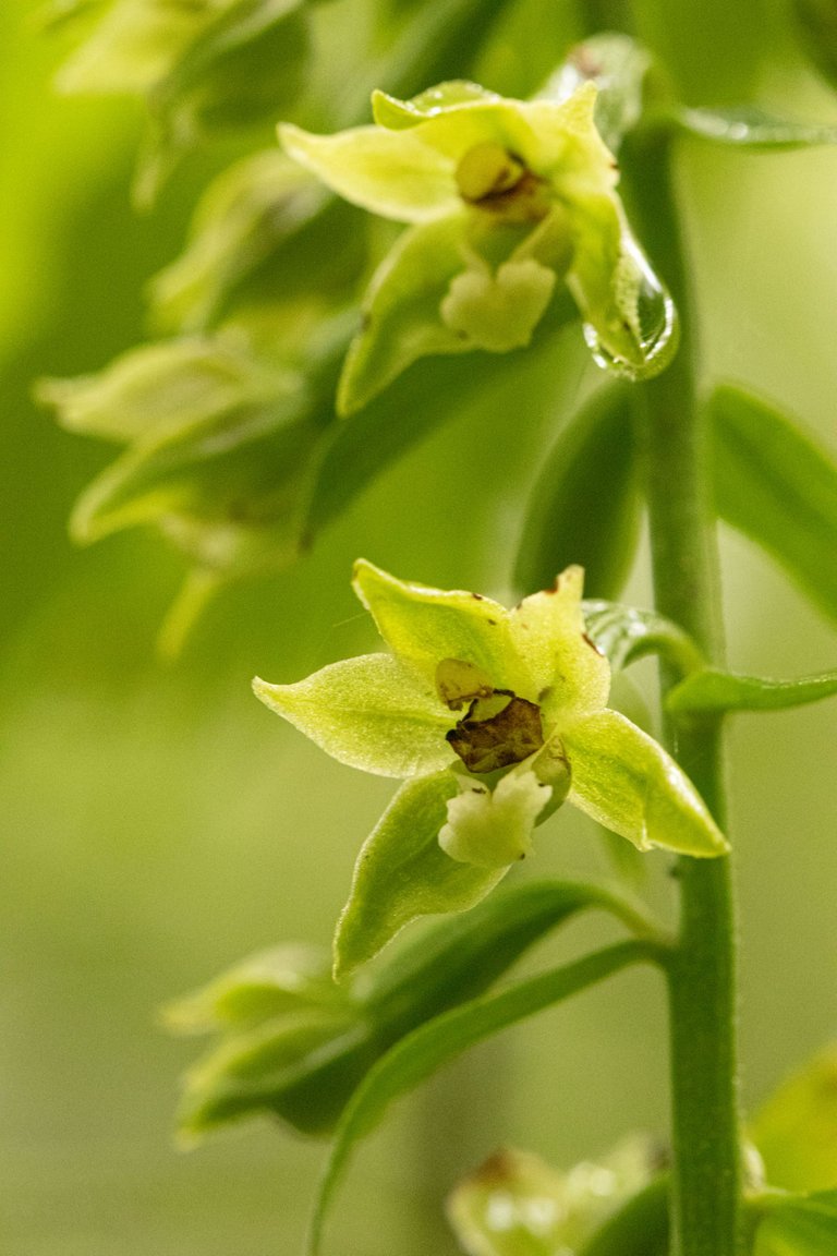 17th July 2023 _Green-flowered Helleborine _Whisby Nature Park _25.jpeg