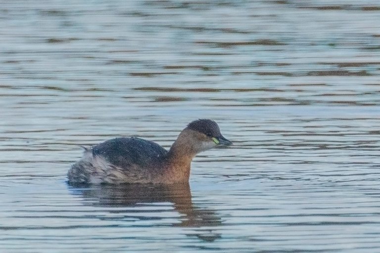 4th November 2022_ Little Grebe_ Watch Tree Nature Reserve_ 01.jpg