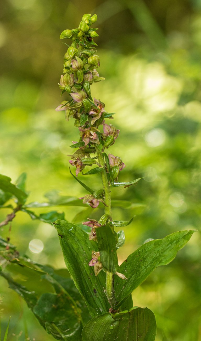 17th July 2023 _Broad-leaved Helleborine _Whisby Nature Park _15.jpg