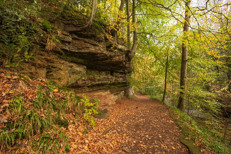 28th October 2022 _Ancient Woodland _Gelt Wood _03.jpeg