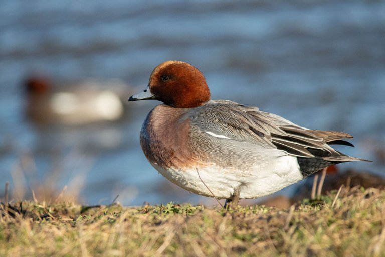 15th January 2024_ Wigeon _Frampton Marsh _02.jpg