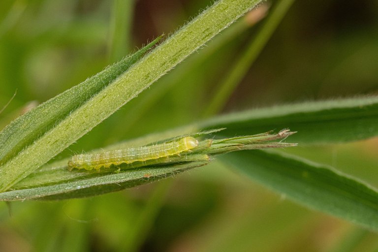 28th May 2023 _Caterpillar  _Chamber's Farm Woods _02.jpeg