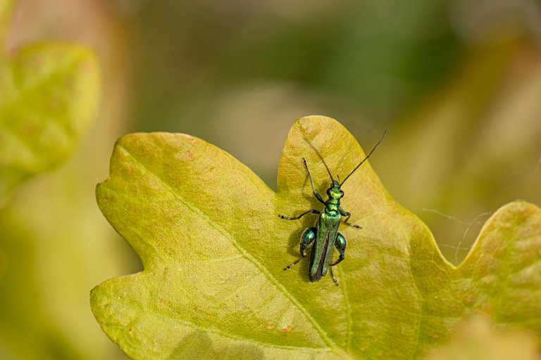 28th May 2023 _Swollen-thighed Beetle  _Chamber's Farm Woods _01.jpeg