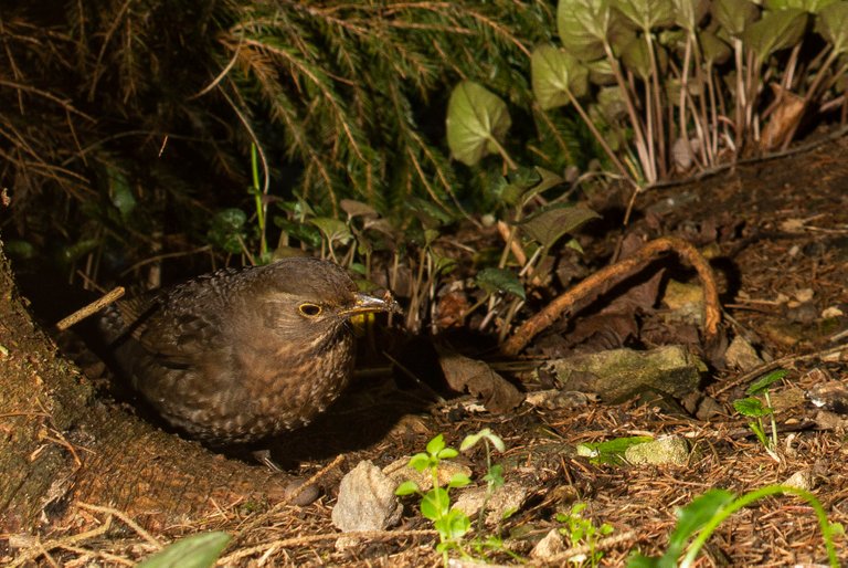 December 2018 _ Blackbird _In the Garden_ 03.jpg