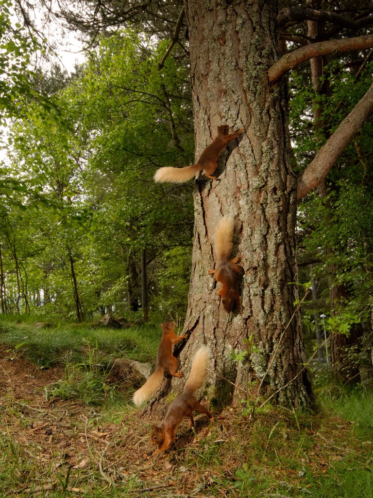 Red Squirrel Composite_ Cropped-Edited_ 1.jpeg