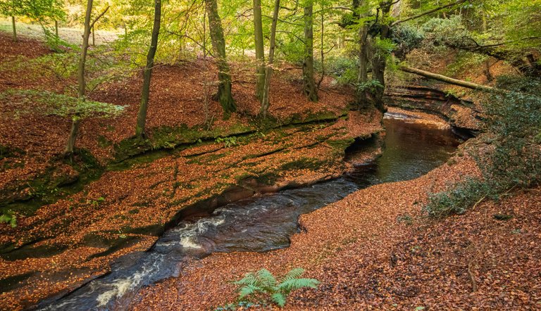 28th October 2022 _Ancient Woodland _Gelt Wood _02.jpeg