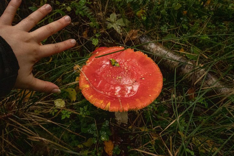 4th October 2022 _Fly Agaric _Miltonrigg wood _03.jpeg