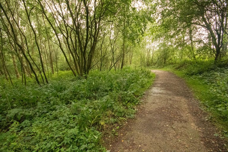 17th July 2023 _Green-flowered Helleborine _Whisby Nature Park _17.jpeg