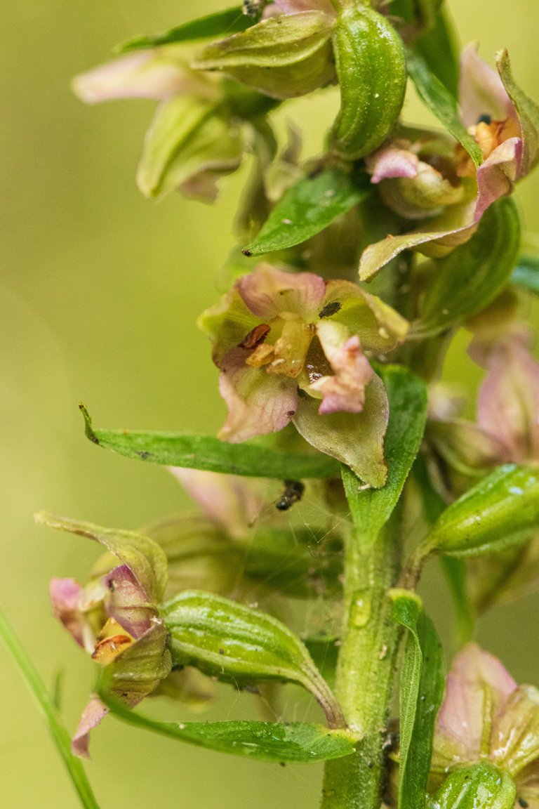 17th July 2023 _Broad-leaved Helleborine _Whisby Nature Park _10.jpeg