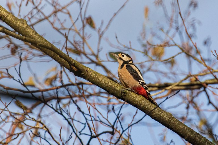 4th November 2022_ Great Spotted Woodpecker_ Watch Tree Nature Reserve_ 02.jpg
