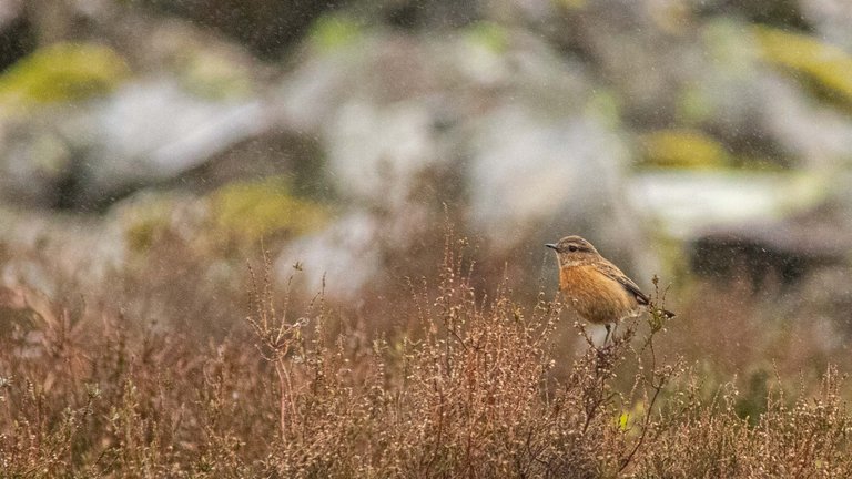 Female Stonechat.jpg