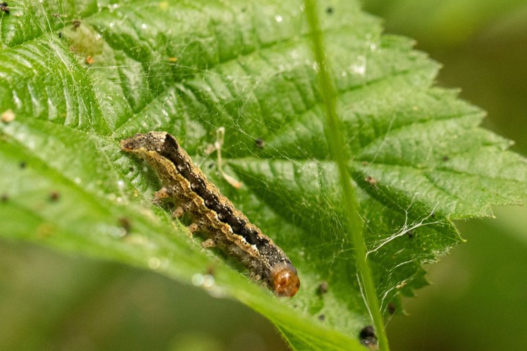 28th May 2023 _Twin-spotted Quaker  _Chamber's Farm Woods _01.jpeg