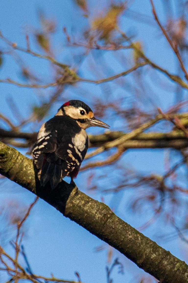 4th November 2022_ Great Spotted Woodpecker_ Watch Tree Nature Reserve_ 01.jpg