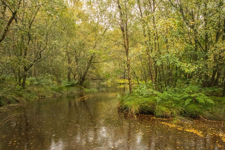 4th October 2022 _Pond _Miltonrigg wood _01.jpeg