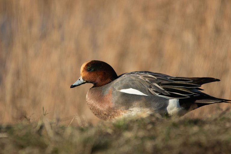 15th January 2024_ Wigeon _Frampton Marsh _01.jpg